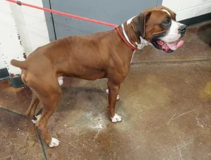 An adult medium-sized male Boxer dog named Senor for adoption in Cincinnati, OH