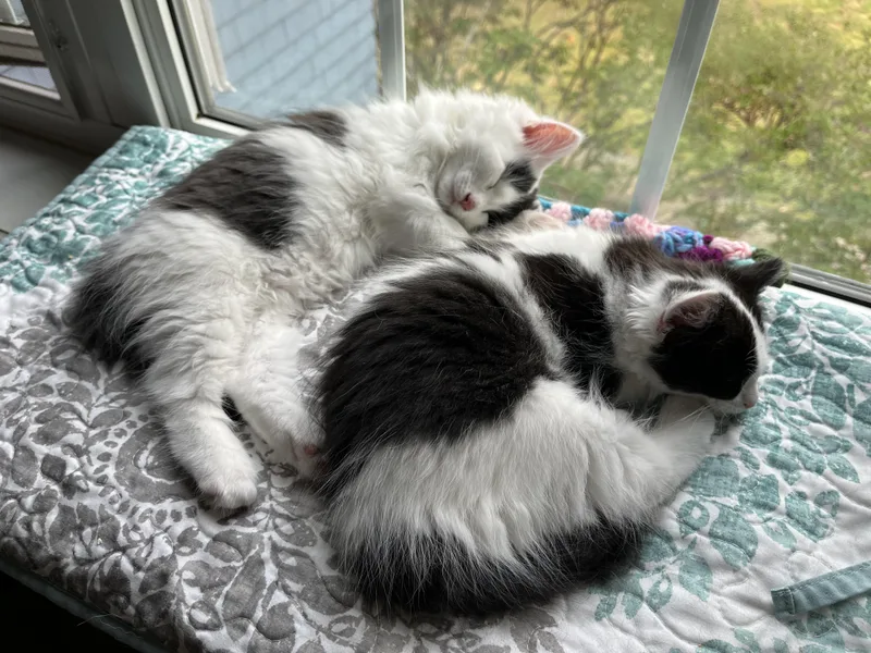 Patch & Perdita