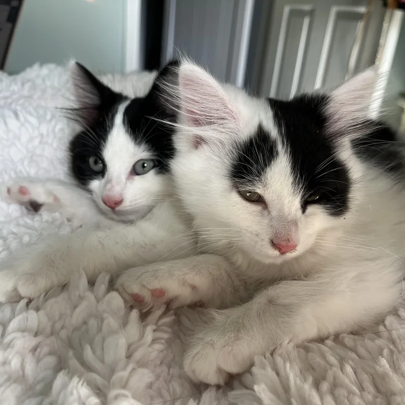 Patch & Perdita thumbnail 3