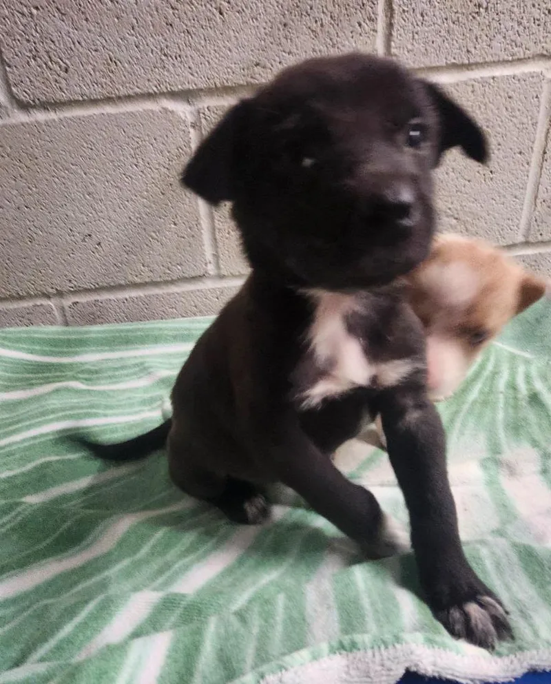 A baby medium-sized female Shepherd dog named Shimmer for adoption in Athens, AL