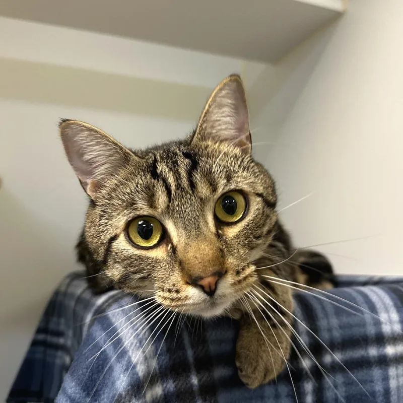 An adult extra large-sized male Brown / Chocolate Domestic Short Hair cat named Phat Tony for adoption in Woodinville, WA