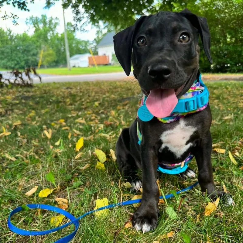 A baby small-sized male Black Mixed Breed dog named Colter for adoption in Amherst, NY