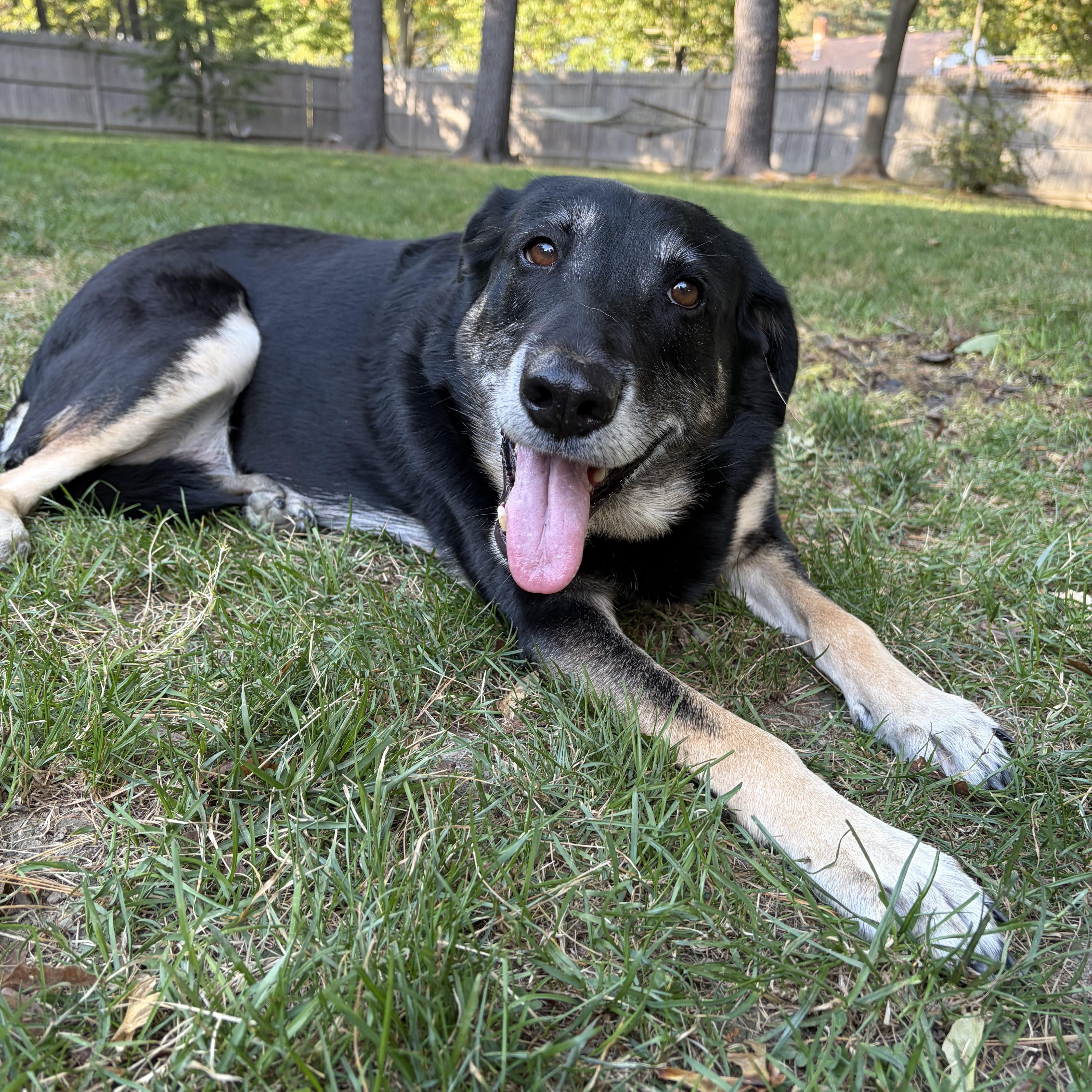An adult large-sized female Black German Shepherd Dog named Gladys for adoption in Portland, ME