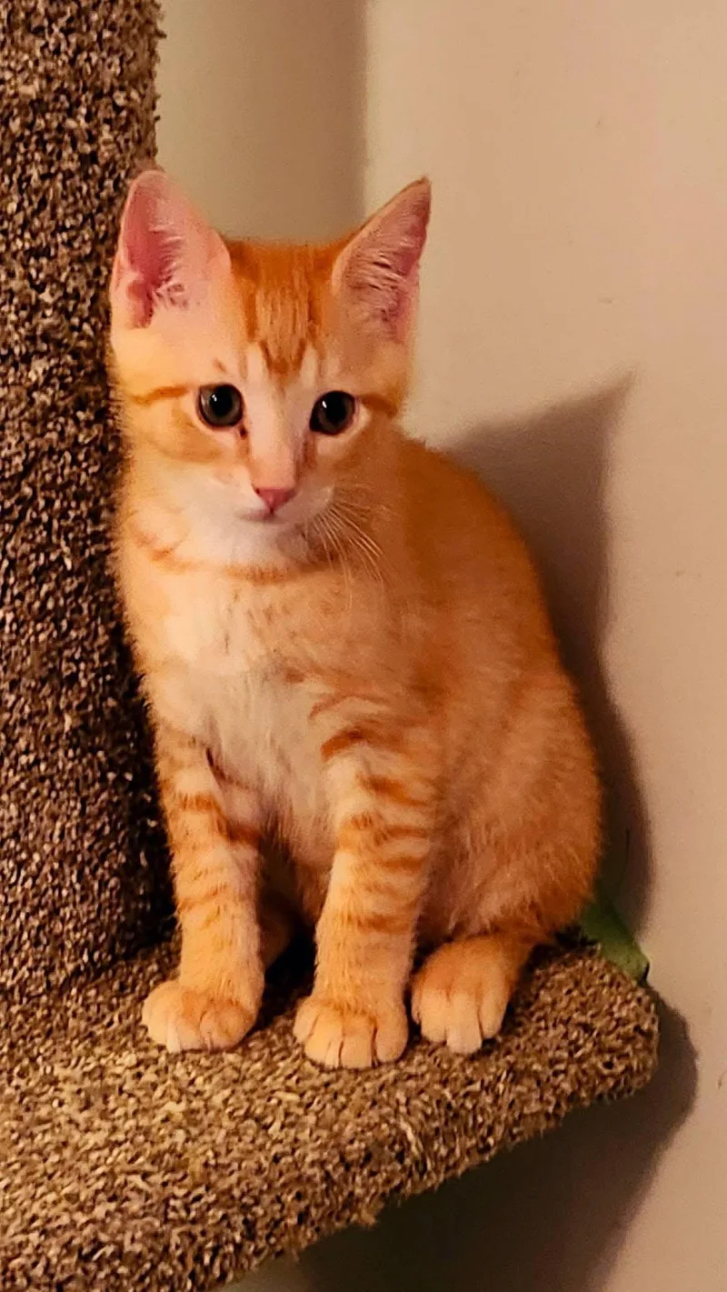 A young medium-sized male Orange / Red Domestic Short Hair cat named Kamikaze for adoption in Wilmington, NC