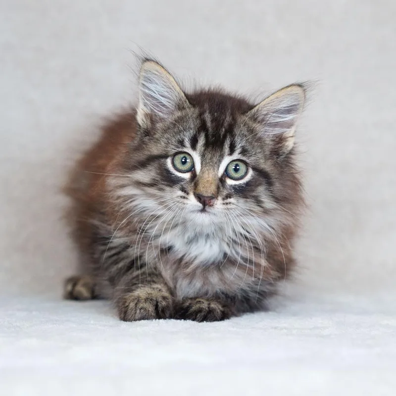 A baby small-sized male Brown / Chocolate Domestic Medium Hair cat named Michael for adoption in Sunnyvale, CA