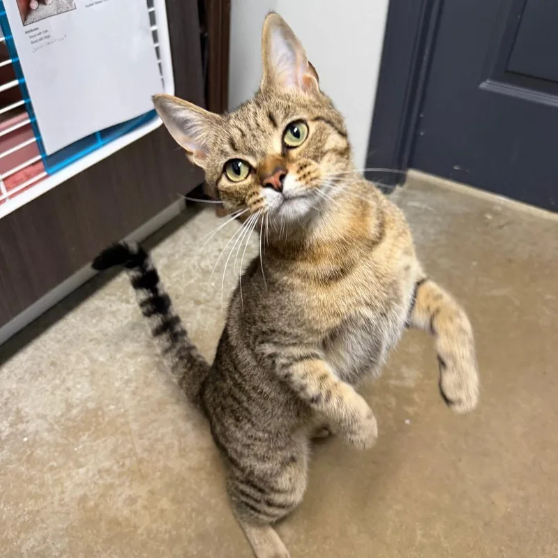 A young small-sized male Domestic Short Hair cat named Stanley Tucci for adoption in Waynesville, NC