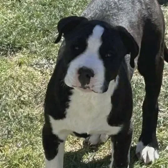 A baby medium-sized female Black American Staffordshire Terrier dog named Frankie for adoption in Thornton, CO