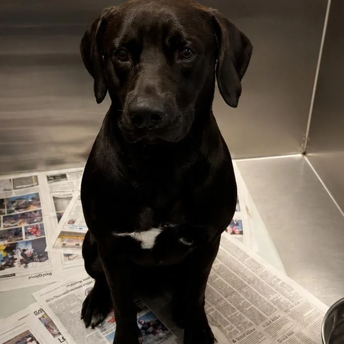 An adult large-sized male Black Labrador Retriever dog named Dune for adoption in Concord, NC