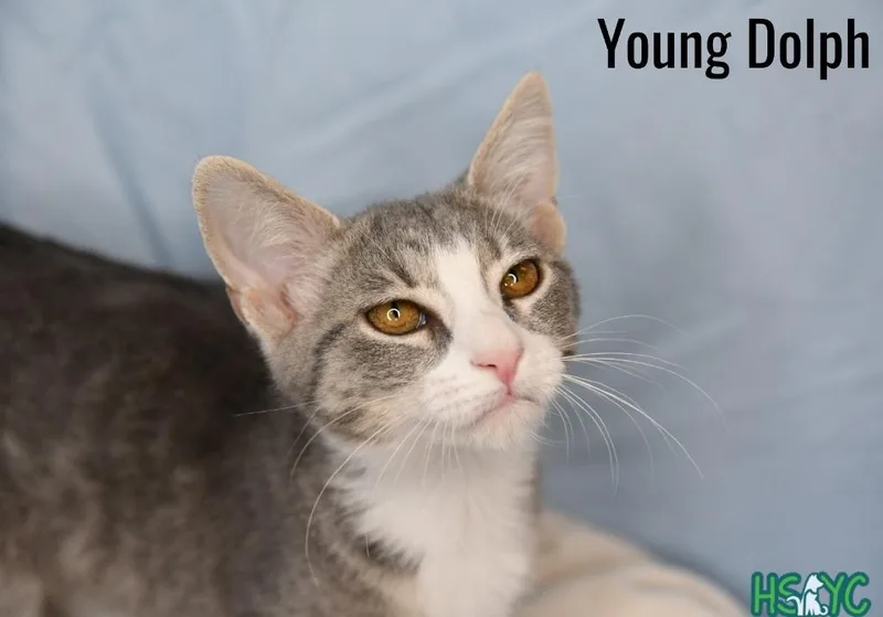 A baby medium-sized female Domestic Short Hair cat named Young Dolph for adoption in Fort Mill, SC