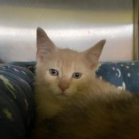 A baby small-sized male Buff / Tan / Fawn Domestic Short Hair cat named Elephant for adoption in Dayton, OH
