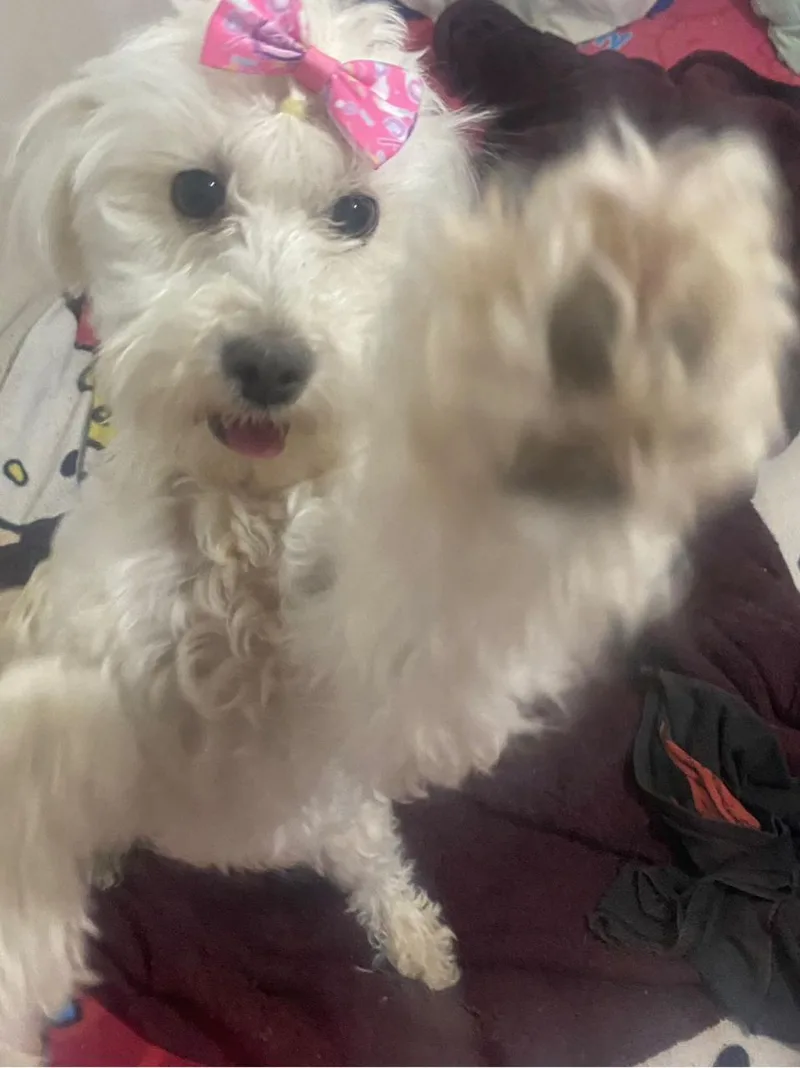A baby medium-sized female White / Cream Miniature Poodle dog named Aura for adoption in Estes Park, CO