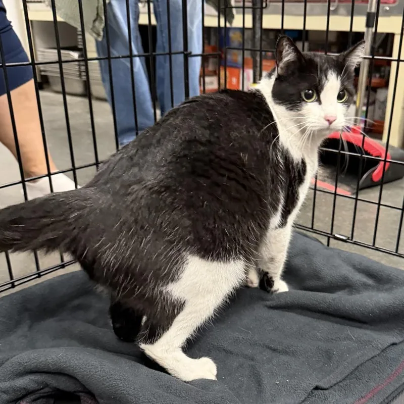 An adult large-sized female Black Domestic Short Hair cat named Dotty for adoption in Idaho Falls, ID