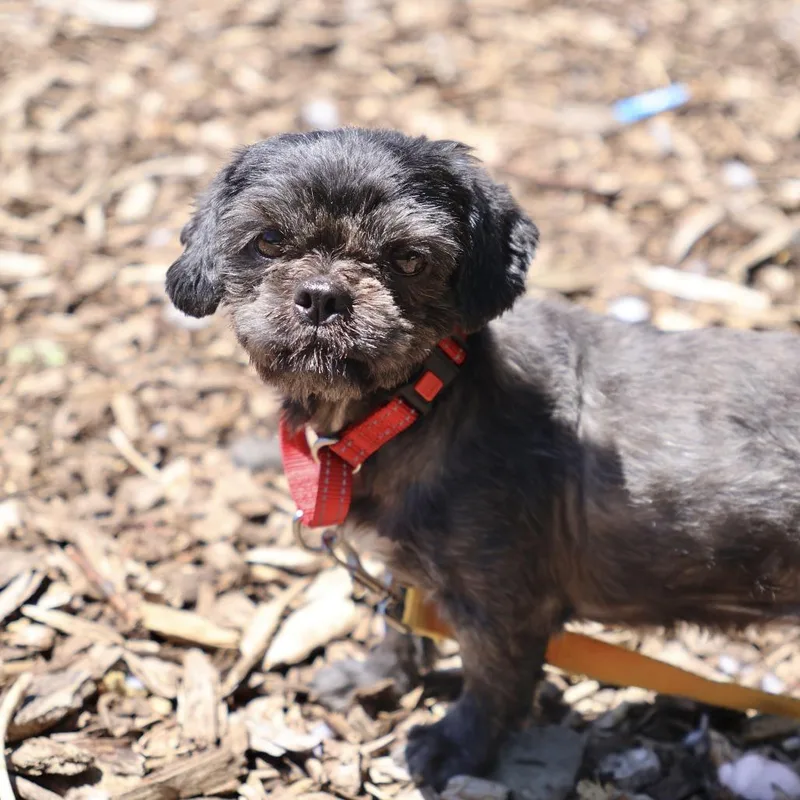 An adult small-sized female Black Shih Tzu dog named Midnight for adoption in Briarcliff Manor, NY