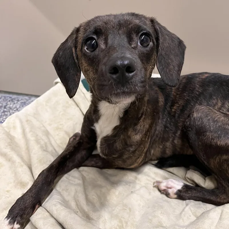 A young medium-sized female Brindle Mixed Breed dog named Princess for adoption in Fairport, NY