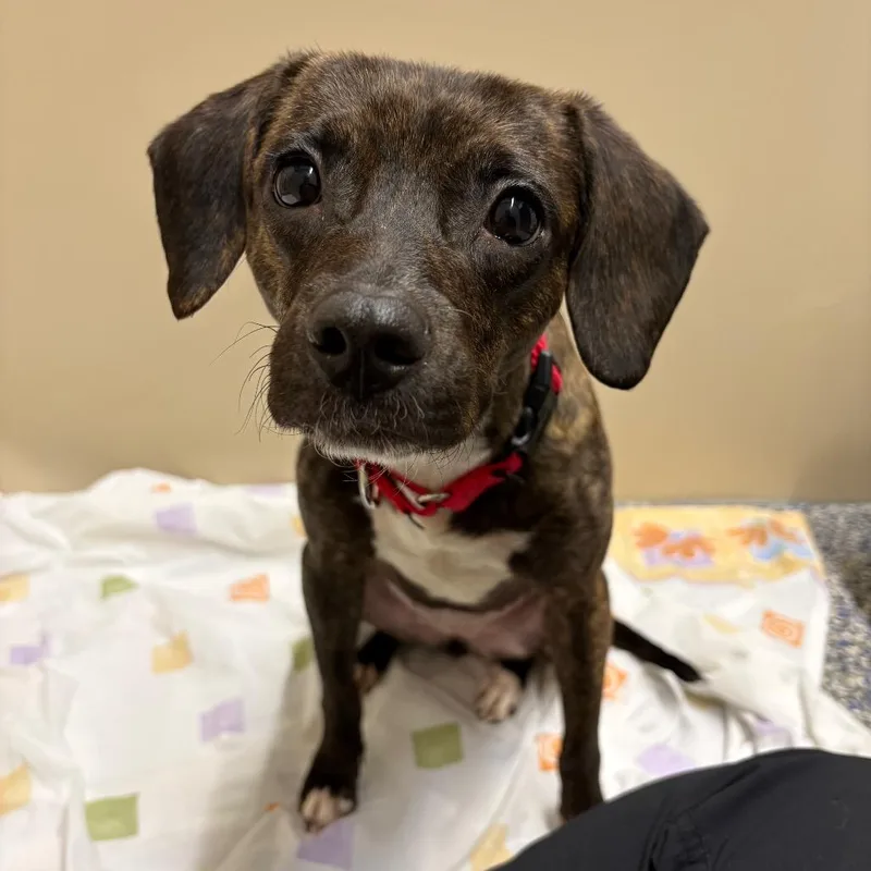 Princess thumbnail 3