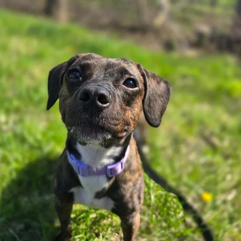 Princess thumbnail 4