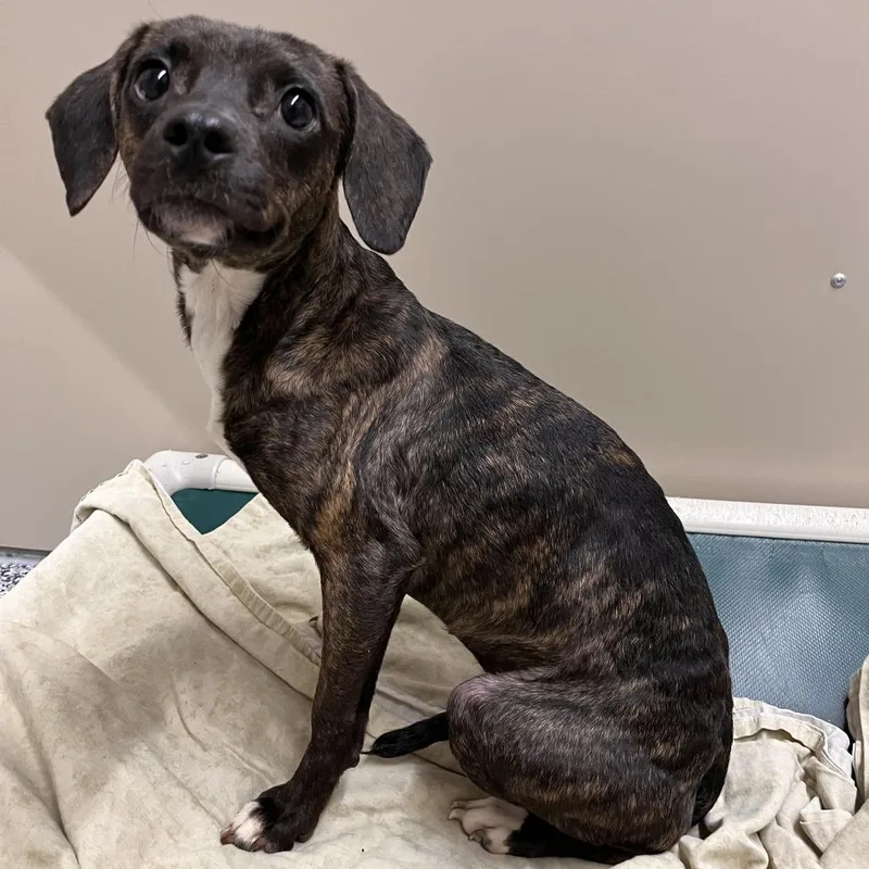 Princess thumbnail 5