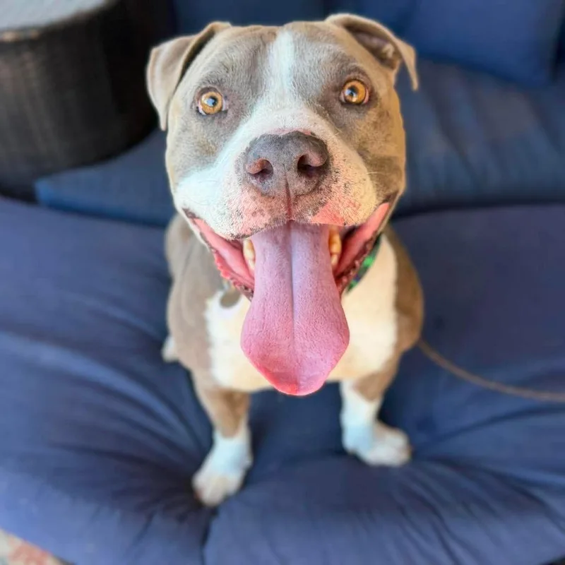 An adult large-sized male Gray / Blue / Silver Pit Bull Terrier dog named Wallace for adoption in Ramona, CA