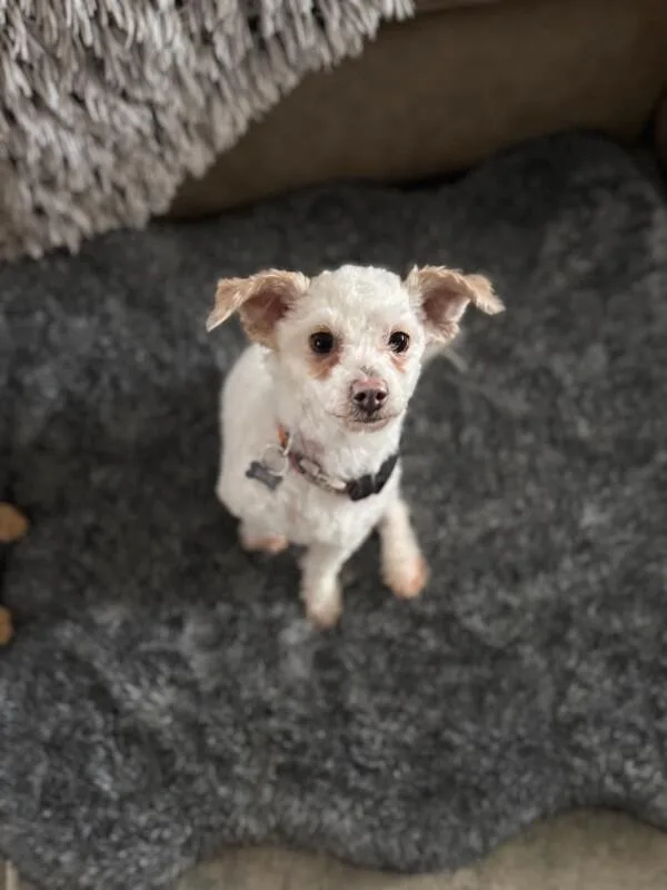 Napoleon Dynamite thumbnail 2