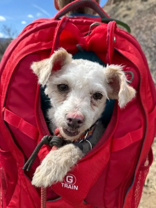 Napoleon Dynamite thumbnail 3