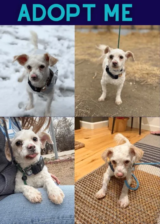 Napoleon Dynamite thumbnail 4