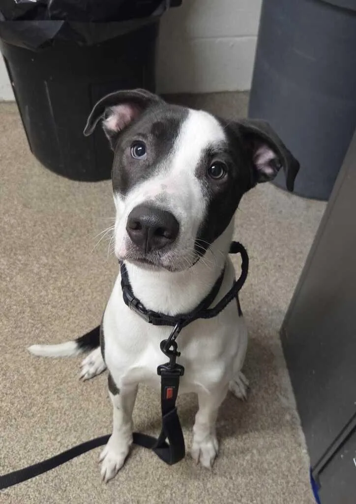 A young small-sized male Black Pit Bull Terrier dog named Atlas for adoption in Fruit Heights, UT