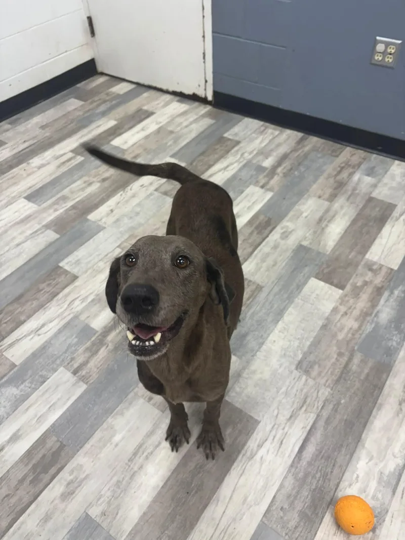 Mims The Labrador Retriever