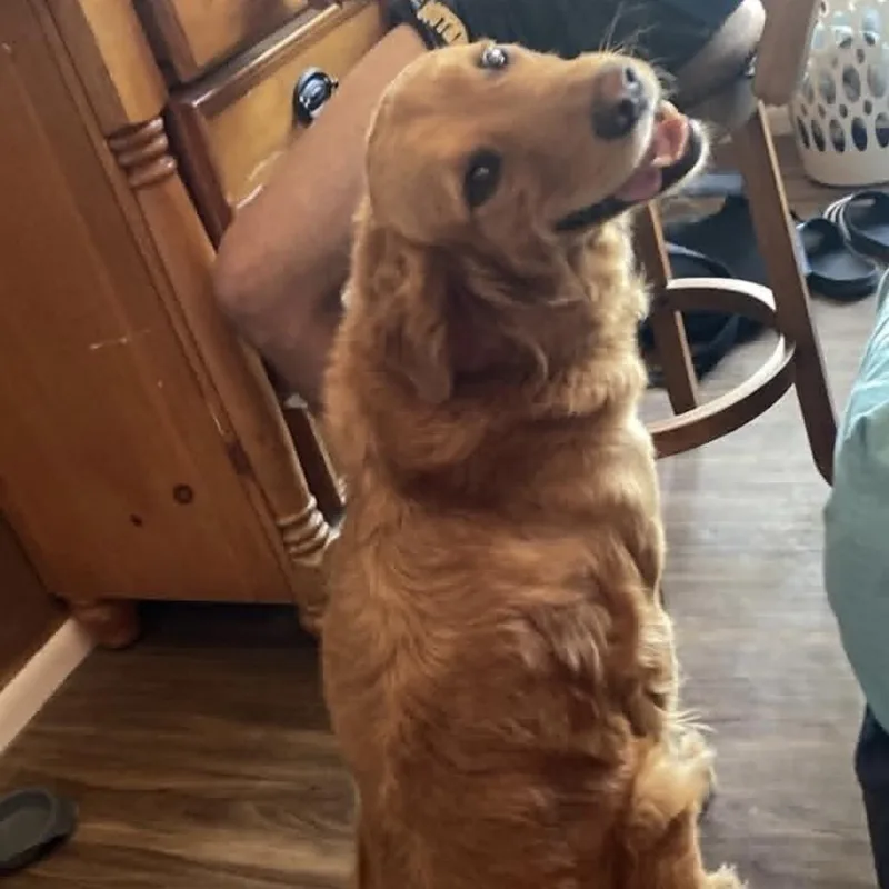 An adult large-sized male Golden Retriever dog named Massimo for adoption in Graham, WA