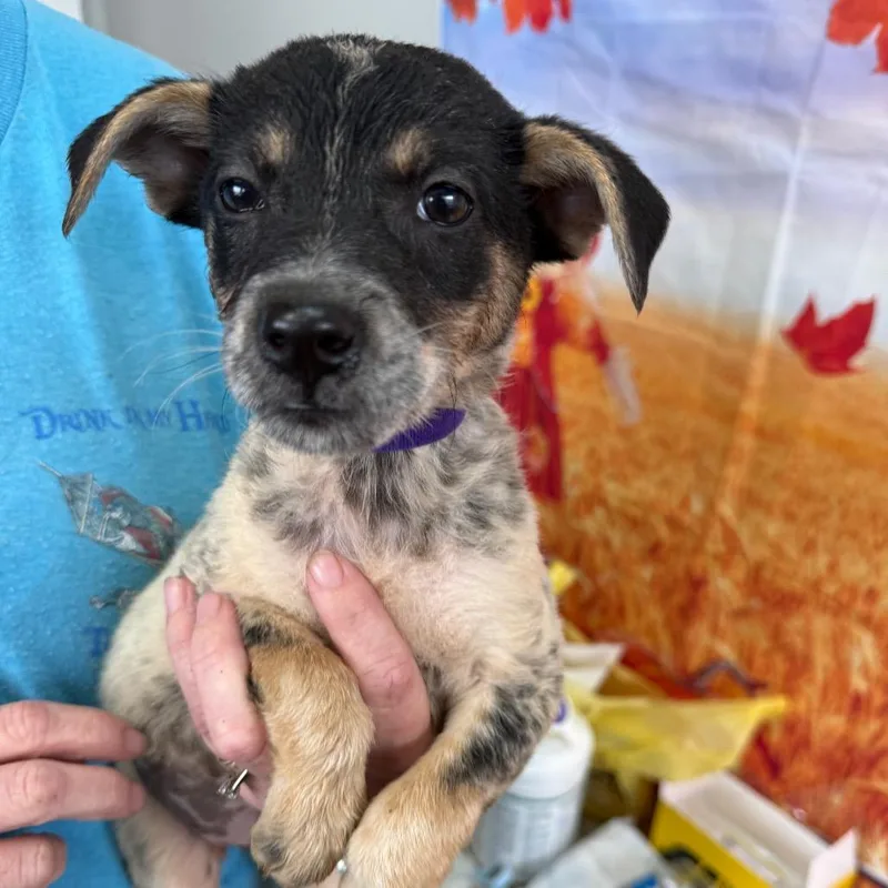 A baby small-sized female Gray / Blue / Silver Border Collie dog named Riana for adoption in Normal, IL