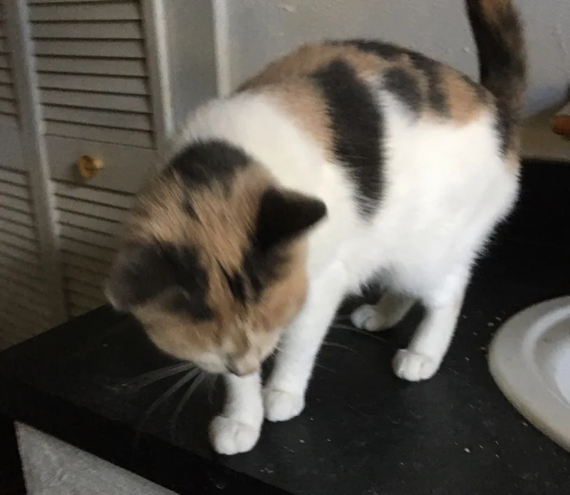 Vivienne thumbnail 2