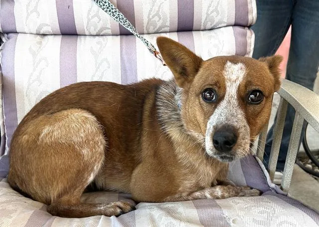 An adult medium-sized female Australian Cattle Dog / Blue Heeler dog named Calamity for adoption in Lodi, CA