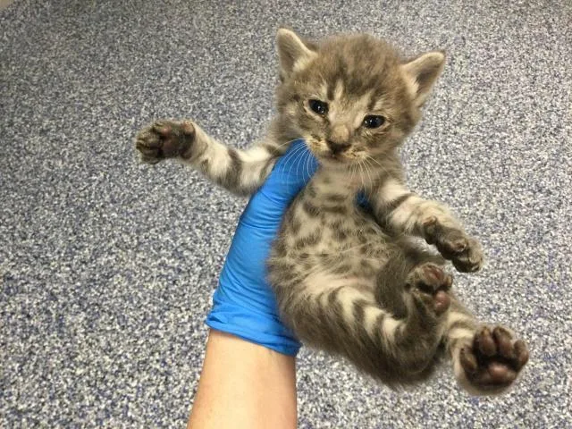 A baby small-sized male Domestic Short Hair cat named Ross for adoption in Thousand Palms, CA