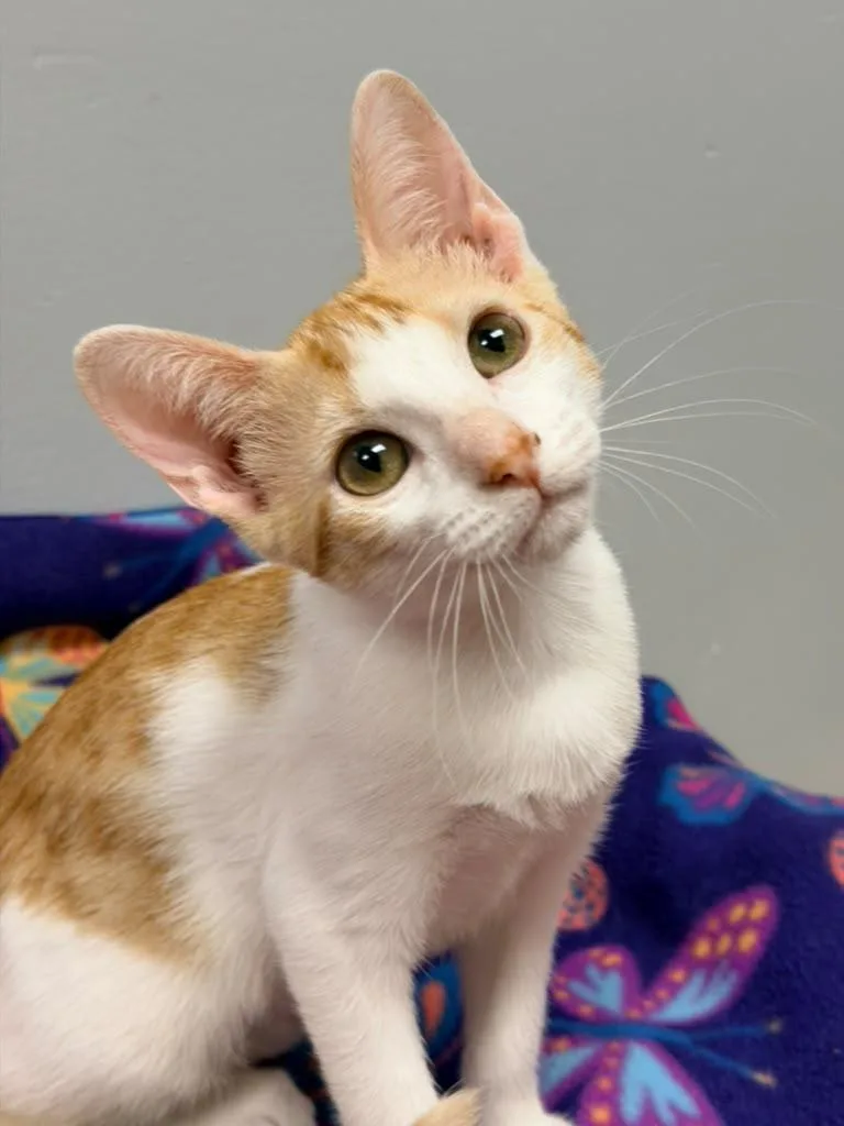 A young medium-sized female Orange & White American Shorthair cat named Pebbles for adoption in miami, FL