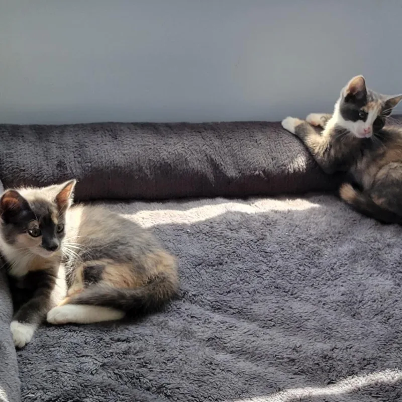 A baby small-sized female Calico Domestic Short Hair cat named Rainbow for adoption in Bel Air, MD