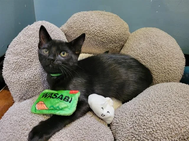 Wasabi