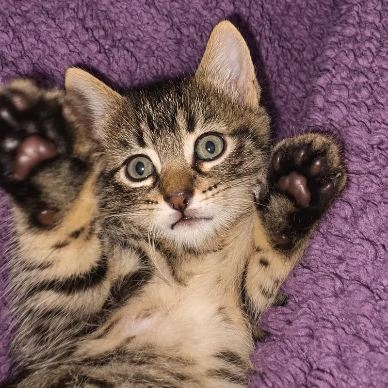 A baby small-sized male Brown / Chocolate Domestic Short Hair cat named Hiccup for adoption in Austin, TX