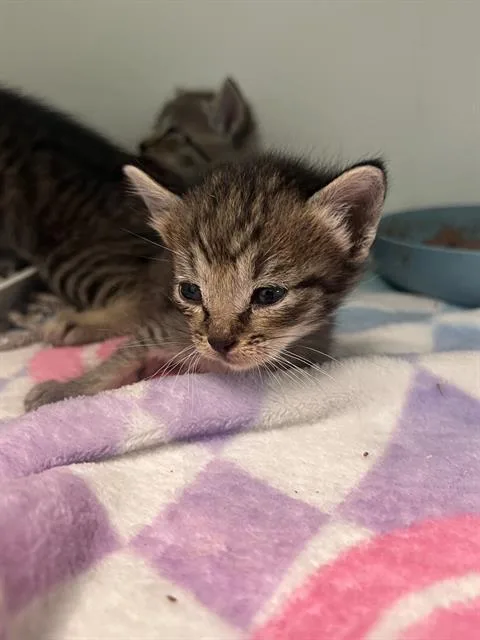 A baby large-sized female Domestic Short Hair cat named Nina for adoption in Dallas, TX