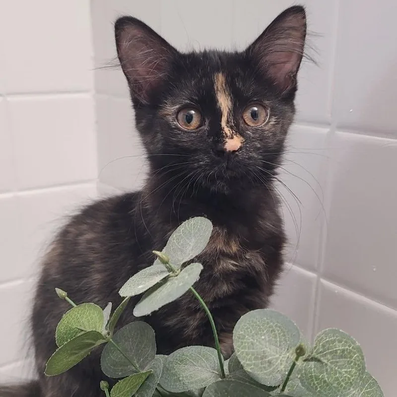 A baby small-sized female Tortoiseshell Domestic Long Hair cat named Princess Donut for adoption in Monroe, MI
