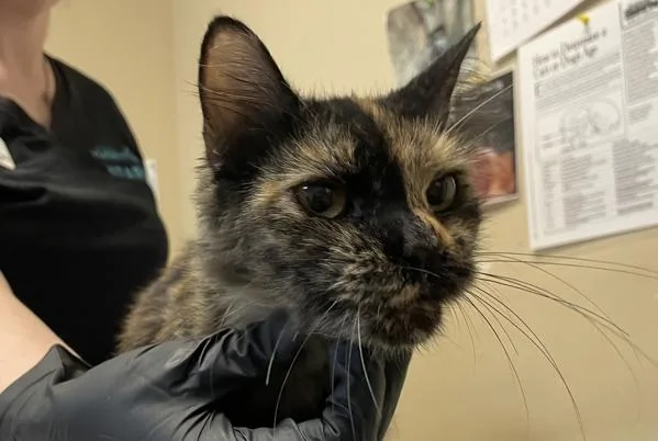 An adult small-sized female Domestic Short Hair cat named Sunbeam for adoption in Oceanside, CA