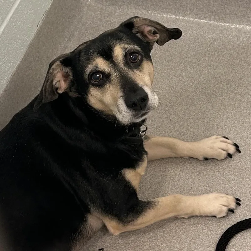 An adult small-sized male Black Chihuahua dog named Bandit for adoption in Chattanooga, TN