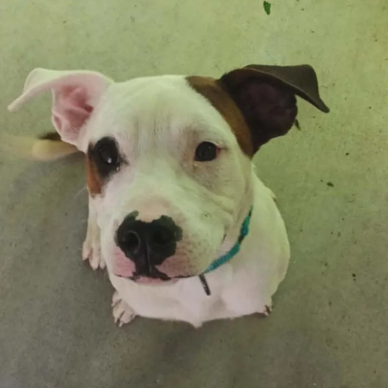 A young medium-sized male White / Cream Pit Bull Terrier dog named Petey for adoption in Greenville, PA