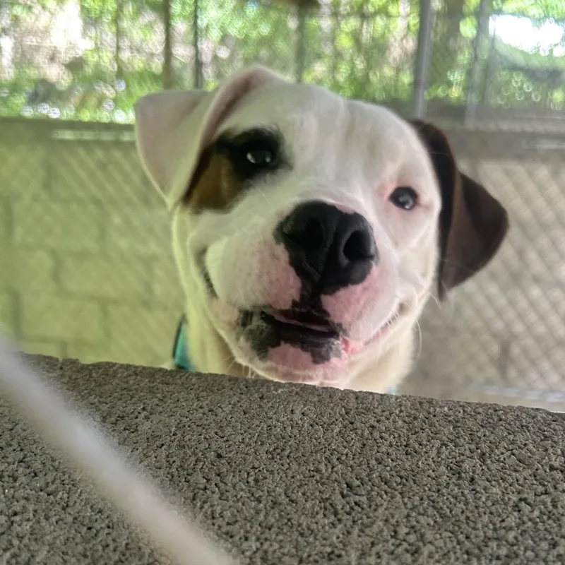 Petey thumbnail 3