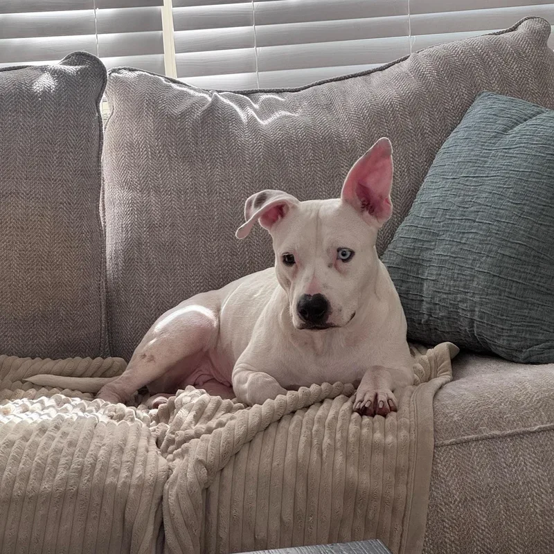 A young medium-sized female White / Cream American Staffordshire Terrier dog named Hope for adoption in Spring, TX