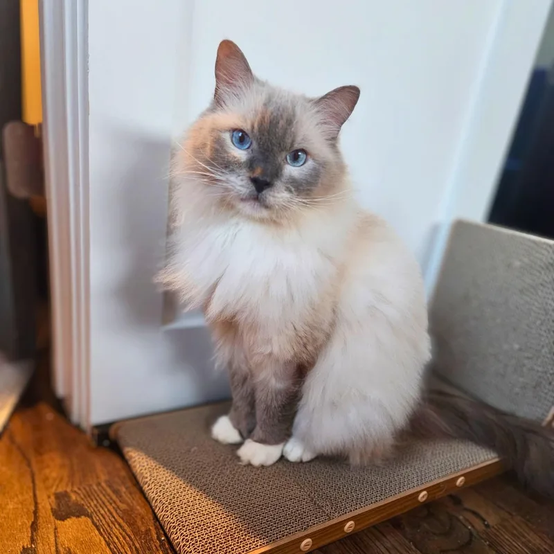 An adult medium-sized male Blue Point Ragdoll cat named Charles River for adoption in Austin, TX