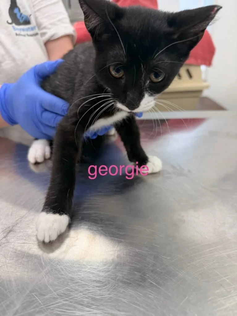 A baby small-sized female Domestic Short Hair cat named Georgie for adoption in Cambridge, MD