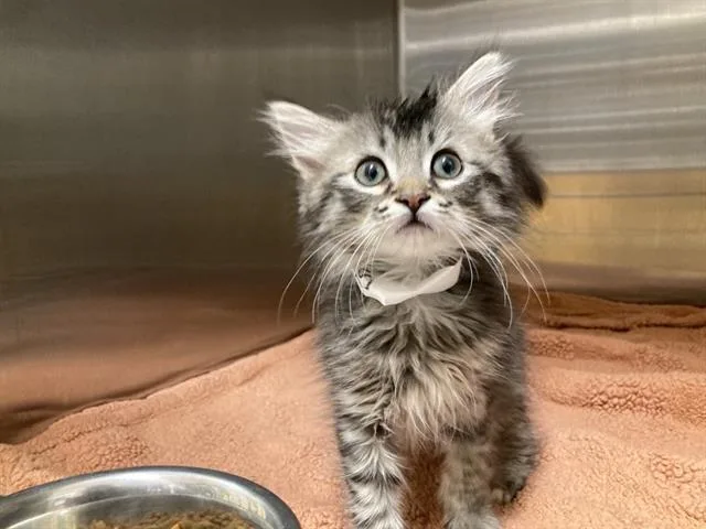 A baby small-sized female Domestic Short Hair cat named Clover for adoption in Tustin, CA
