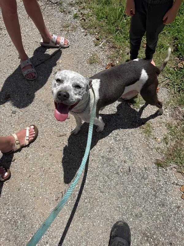 An adult medium-sized female Mixed Breed dog named Jazzy for adoption in Alamo, TN