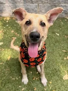 A young medium-sized male Carolina Dog dog named Poncho for adoption in Nashville, TN