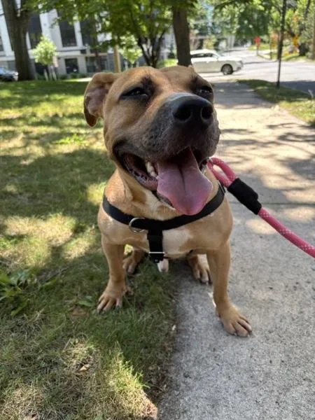 An adult medium-sized male Mixed Breed dog named Spice for adoption in Ridgewood, NY
