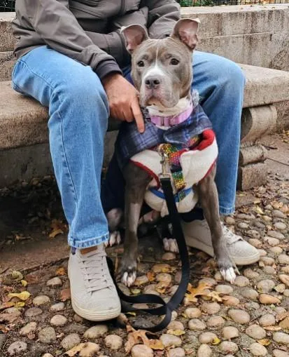 An adult medium-sized female Gray / Blue / Silver Mixed Breed dog named Hera for adoption in Vassalboro, ME